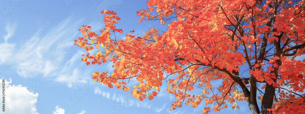 A tree with orange leaves is in front of a blue sky