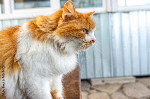 Side view of bold red fluffy cat with white fur on chest looking at camera. Blurred background.