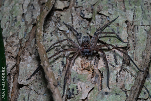 Australian giant spider in a tree at night © Juanmarcos