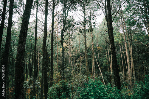 Paisaje del Cerro bosque en senderismo en Queretaro México