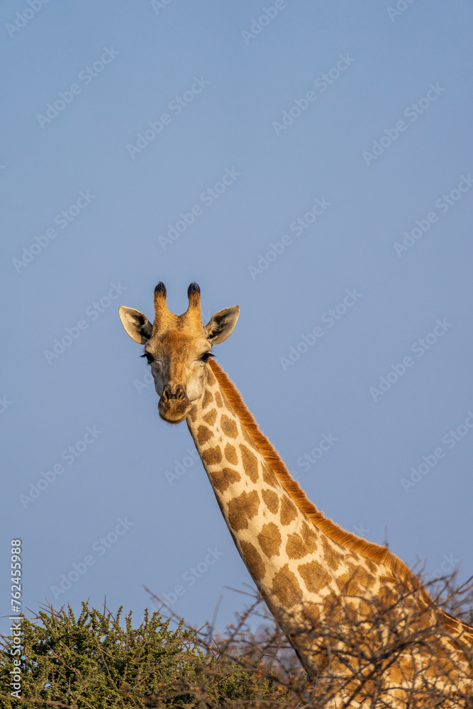 Fototapeta premium South African giraffe or Cape giraffe (Giraffa giraffa) or (Giraffa camelopardalis giraffa). Mashatu Game Reserve. Northern Tuli Game Reserve. Botswana.