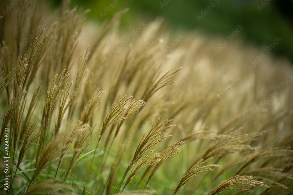 long native grasses on a regenerative agricultural farm. pasture in a grassland in the bush in australia in spring in australia