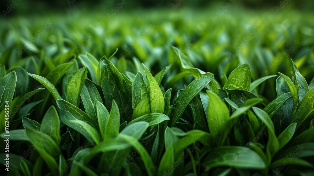 Fototapeta premium Lush Green Leaves in Blurry Field