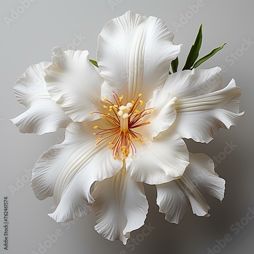 White iris flower isolated on white background with shadow. White iris flower blooming. Iris flower. White flower. Gardenia scent #762461574