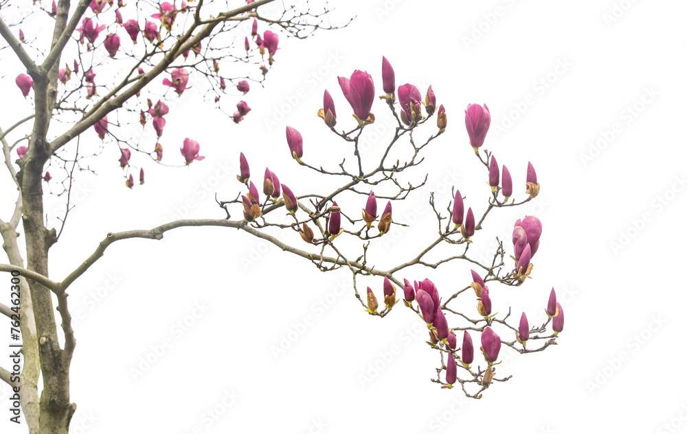 pink magnolia flower branch isolated on white background