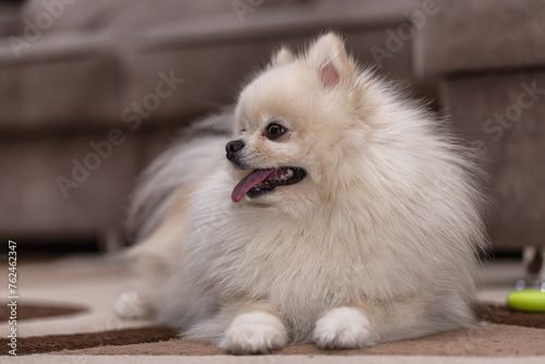 Happy Pomeranian Spitz dog at home