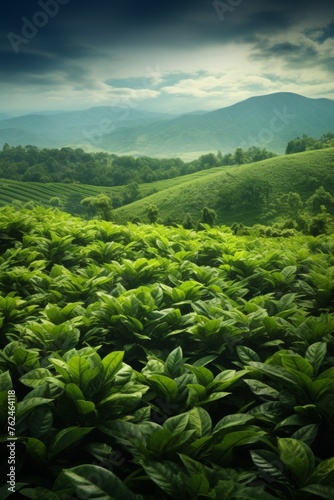 green coffee plantation Generative AI © Valentine