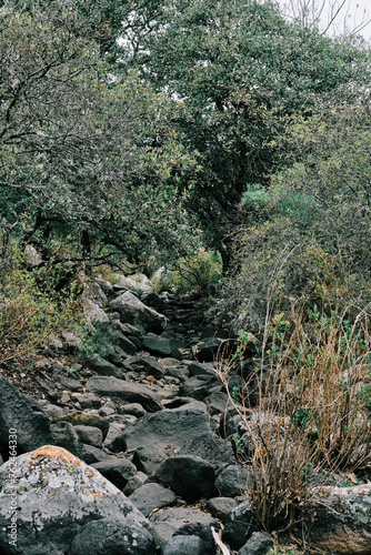 Paisaje del Cerro bosque en senderismo en Queretaro México