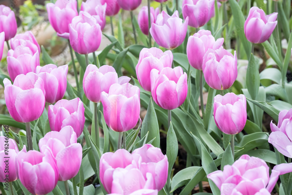 Beautiful blooming tulips.