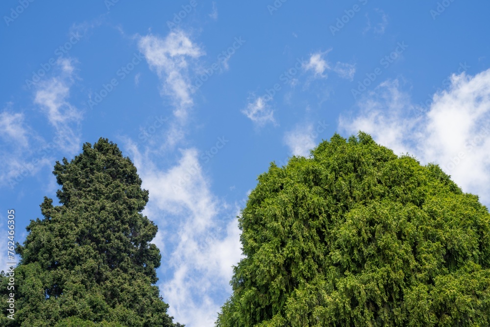 looking up at trees in a park in australia with a blue sky above