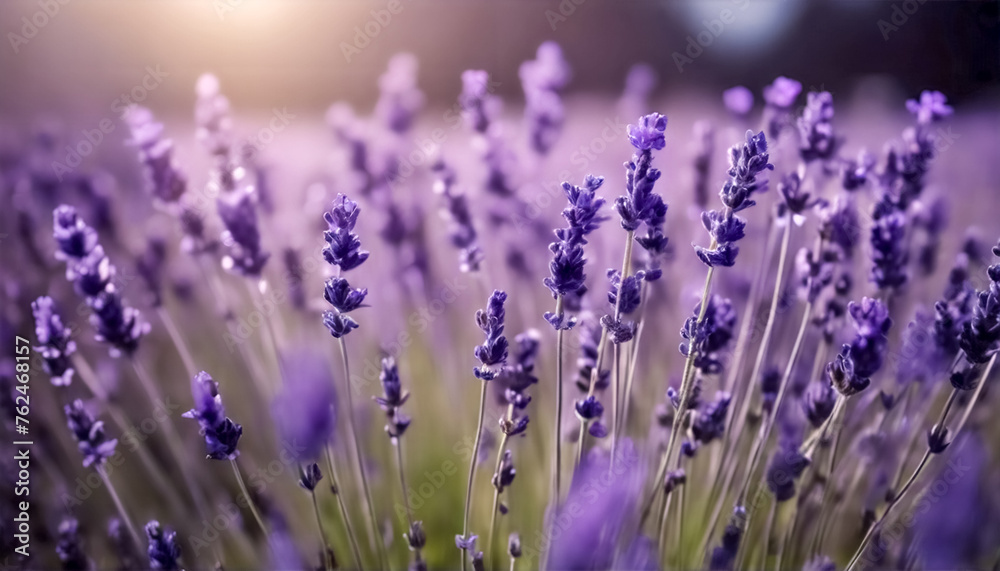 Naklejka premium Purezza Profumata- Estratto di Lavanda in Alta Definizione