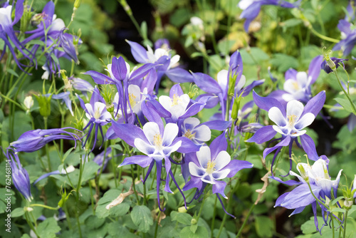 Beautiful common columbine flowers.