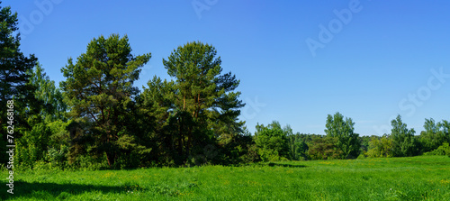 forest in the summer. Large forest clearing in summer surrounded by mixed forest 