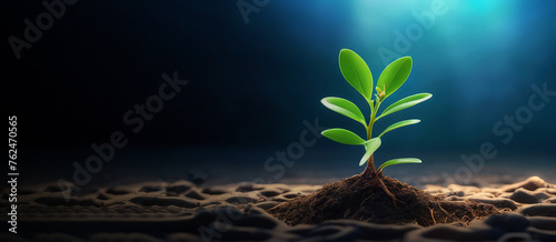 plant growing from the ground, plant in the sand. plant in the ground. plant growing in the soil. close up view of a small plant growing concept