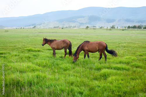 Horses graze in a meadow with a beautiful view of the mountains. 
