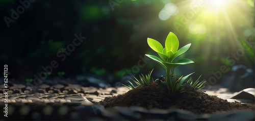 plant growing from the ground, plant in the sand. plant in the ground. plant growing in the soil. close up view of a small plant growing concept