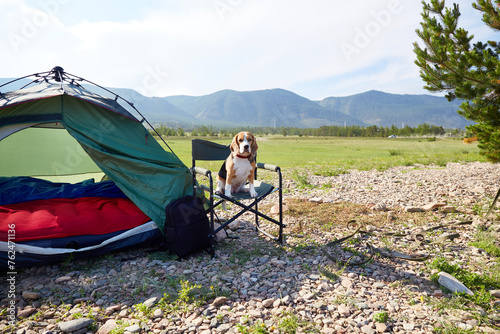 The beagle dog is sitting on a camping chair next to the tent. Traveling with a pet. Beautiful summer landscape