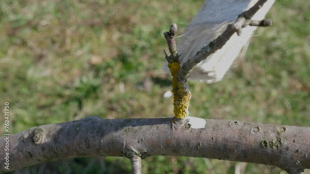 Lichens on the branches of fruit trees are whitened with lime. Gardening. Spring garden care. Lichens on the branches of fruit trees are whitened with lime. Gardening. Spring garden care.