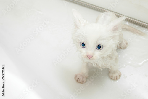 A small white wet kitten sits in the bathroom after bathing in the shower. Cleanliness and hygiene of pets.