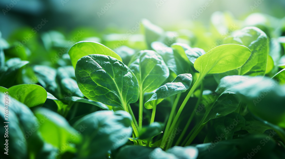 Fototapeta premium Growing spinach.
