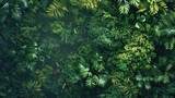 Lush Rainforest Canopy Teeming with Life on Earth Day
