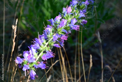 Rittersporn  Delphinium