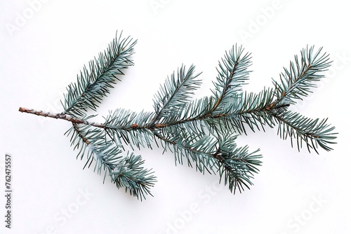 Fir tree branch with snow isolated on white background.