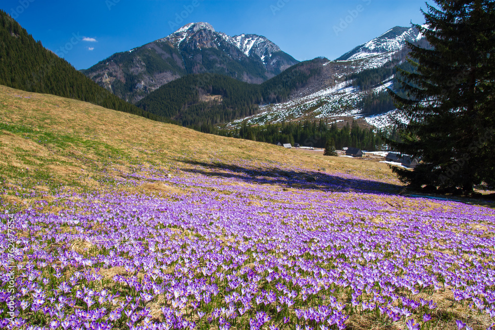Obraz premium Violet crocuses blooming on chocholowska valey, tatra mountains