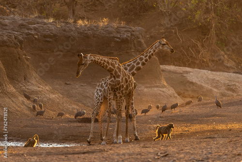 South African or Cape giraffe (Giraffa giraffa) or (Giraffa camelopardalis giraffa) and chacma baboon in dry riverbed. (Papio ursinus). Mashatu Game Reserve. Northern Tuli Game Reserve. Botswana.