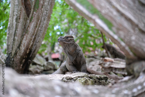 A big iguana lizard basks in the sunlight among green plants in the Dominican Republic