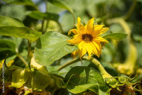 sunflower plants in a garden in a house in australia in summer