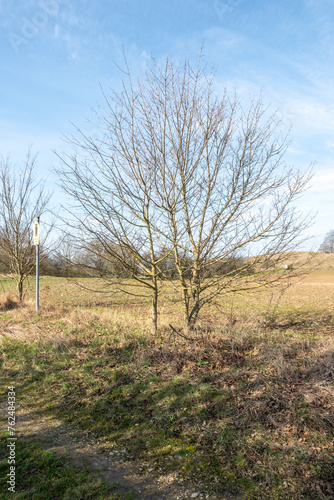 Acer campstre Feldahorn am naturstandort unbelaubt