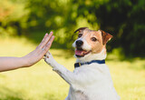 Dog gives paw to a woman making high five gesture