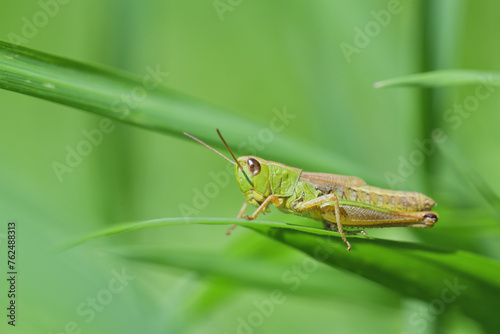 Masking of green meadow grasshoppers in the grass before enemy