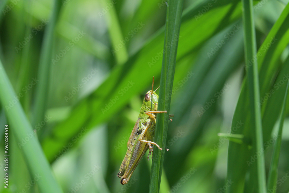 Meadow grasshopper macro of head hidden in the grass