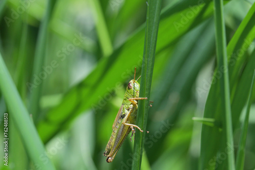 Obraz na płótnie Meadow grasshopper macro of head hidden in the grass w salonie