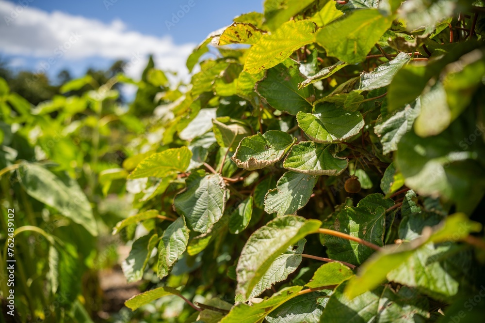 kiwi fruit plant growing on a farm in australia kiwi fruit plant growing on a farm in australia
