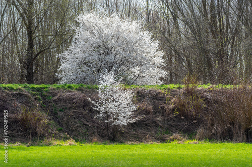 kwitnący na biało wielki krzew na wiosnę