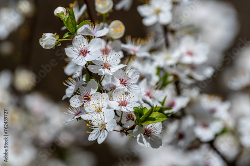 białe kwiaty wiosenne na gałązce w zbliżeniu © Henryk Niestrój