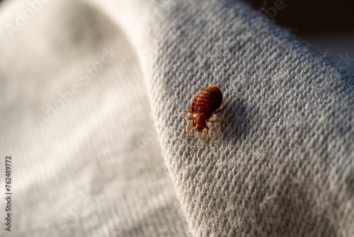 Macro punaise de lit