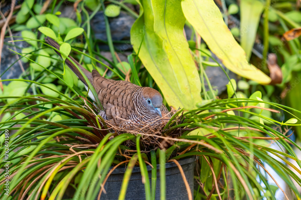 Geopelia striata zebra dove hatches eggs in a nest in the rainforest jungle Geopelia striata zebra dove hatches eggs in a nest in the rainforest jungle