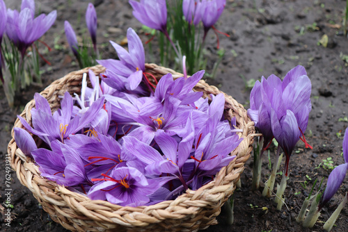Autumn still life scene. Crocus sativus, commonly known as saffron crocus, is in sunlight in a wicker basket. Long, harsh shadows. High angle.