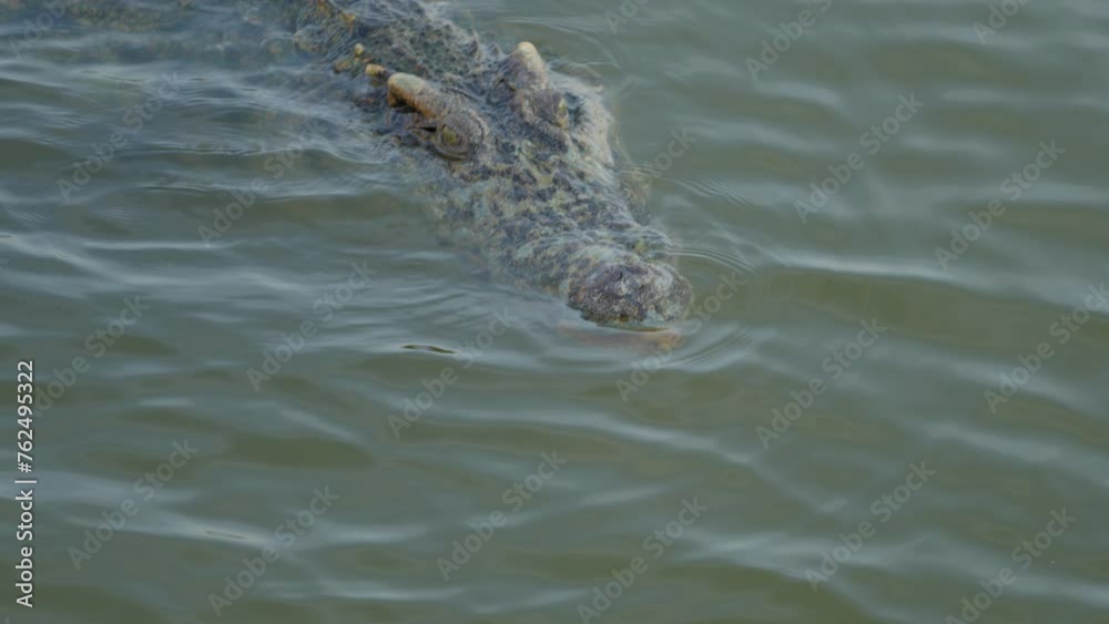 The freshwater crocodile relax in the river The freshwater crocodile relax in the river