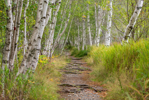 Fototapeta Naklejka Na Ścianę i Meble -  Birch Forest And Trail