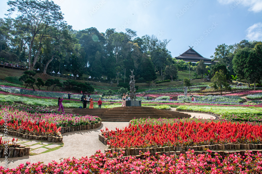 CHIANG RAI, THAILAND - DECEMBER 23, 2023:  Colorful flowers at Mae Fah Luang Garden, Chiang Rai, Thailand. iang Rai, Thailand. Garden of cold winter flowers