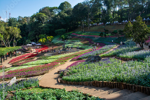 CHIANG RAI, THAILAND - DECEMBER 23, 2023:  Colorful flowers at Mae Fah Luang Garden, Chiang Rai, Thailand. iang Rai, Thailand. Garden of cold winter flowers photo