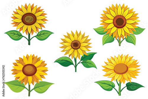 Fototapeta Naklejka Na Ścianę i Meble -  Sunflower set vector design illustration