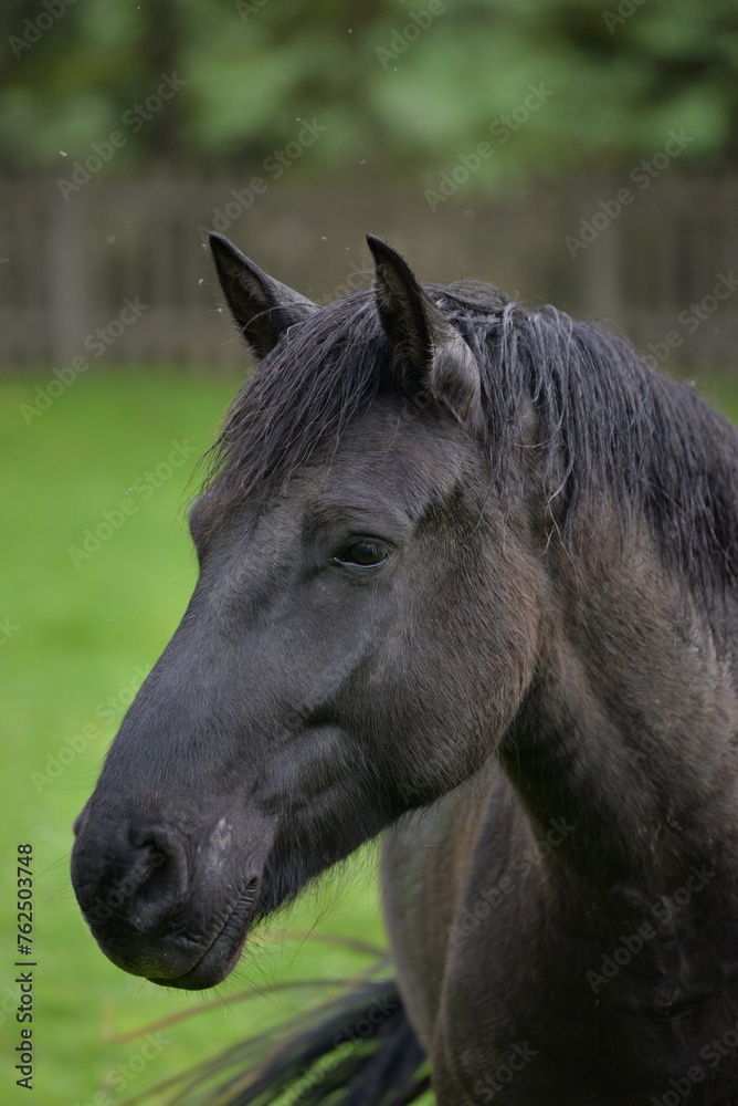 A beautiful black horse on a meadow A beautiful black horse on a meadow
