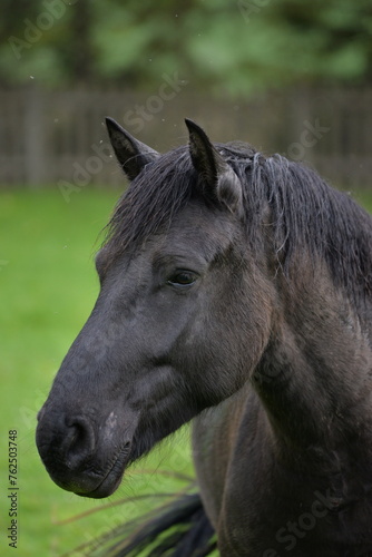 A beautiful black horse on a meadow