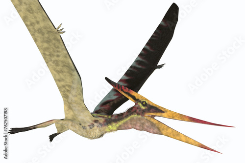 Pteranodon Pterosaur - Pteranodon was a reptile carnivorous Pterosaur that lived in North America during the Cretaceous Period.